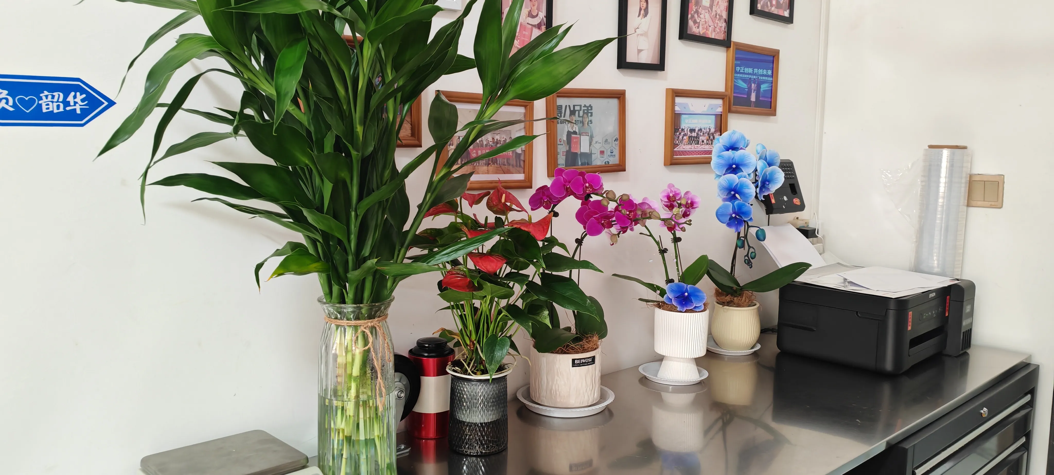 Xoş gəlmisiniz Jojo Pack'in yeni dostları!